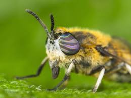 Attēlu rezultāti vaicājumam “Heptatoma pellucens”