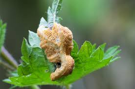 Attēlu rezultāti vaicājumam “Puccinia urticata”