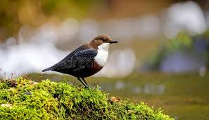 Attēlu rezultāti vaicājumam “Cinclus cinclus”