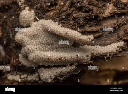 Attēlu rezultāti vaicājumam “Stemonitidaceae”