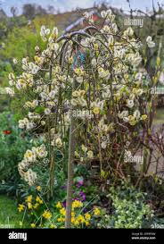 Attēlu rezultāti vaicājumam “Salix caprea male flower”