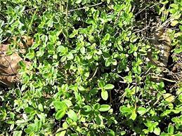 Attēlu rezultāti vaicājumam “Thymus pulegioides fruit”