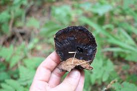 Attēlu rezultāti vaicājumam “Ischnoderma benzoinum”