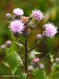 Attēlu rezultāti vaicājumam “Cirsium arvense flower”