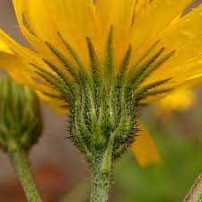 Attēlu rezultāti vaicājumam “Hieracium vulgatum leaf”