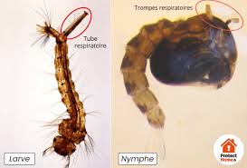 Résultat de recherche d'images pour "larves de moustiques"