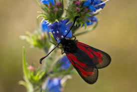 Attēlu rezultāti vaicājumam “Zygaena minos”