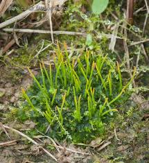 Attēlu rezultāti vaicājumam “Phaeoceros laevis subsp. carolinianus”