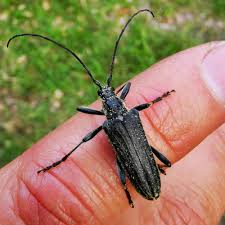 Attēlu rezultāti vaicājumam “Stenocorus meridianus”