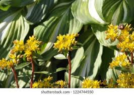 Attēlu rezultāti vaicājumam “Sedum aizoon leaf”