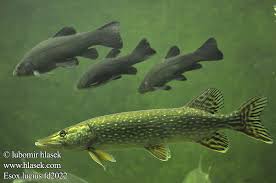 Image result for Esox lucius