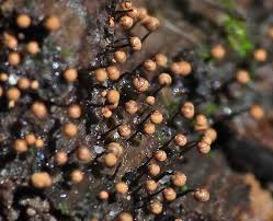 Attēlu rezultāti vaicājumam “Craterium aureonucleatum young”