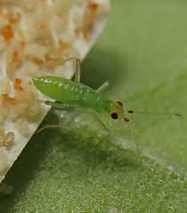 Attēlu rezultāti vaicājumam “Dicyphus nymph”