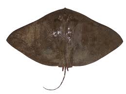 Image result for Gymnura micrura