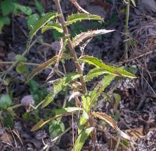 Attēlu rezultāti vaicājumam “Carlina biebersteinii leaf”