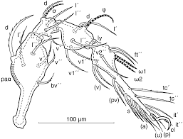 Attēlu rezultāti vaicājumam “Belbodamaeus sp.”