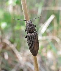 Attēlu rezultāti vaicājumam “Harminius undulatus”