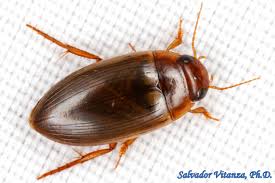 Attēlu rezultāti vaicājumam “Dytiscidae”