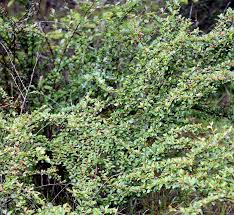 Attēlu rezultāti vaicājumam “Cotoneaster divaricatus”