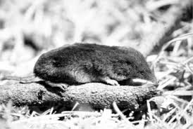 Attēlu rezultāti vaicājumam “Sorex sp.”