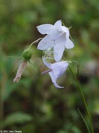 Attēlu rezultāti vaicājumam “Campanula rotundifolia flower”