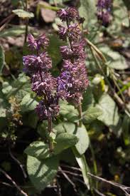 Attēlu rezultāti vaicājumam “Salvia verticillata leaf”