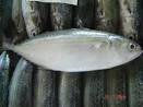 Frozen Indian Mackerel - China Indian Mackerel,Mackerel,Frozen ...