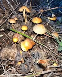 Attēlu rezultāti vaicājumam “Coprinus sp.”