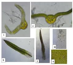 Attēlu rezultāti vaicājumam “Didymodon fallax var. brevifolius”
