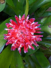 Attēlu rezultāti vaicājumam “Trichia ambigua stalked”