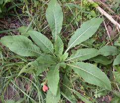 Image result for Oenothera biennis