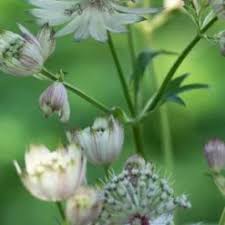 Image result for Astrantia majon `Abbey Road`