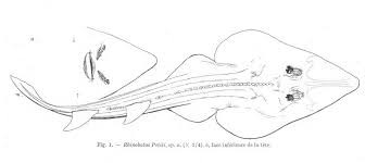 Image result for Glaucostegus cemiculus