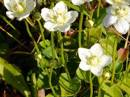 Attēlu rezultāti vaicājumam “Parnassia palustris flower”