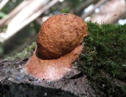 Attēlu rezultāti vaicājumam “Fuligo licentii”