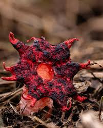 Attēlu rezultāti vaicājumam “Lycogala exiguum aggr. young”