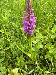 Attēlu rezultāti vaicājumam “Dactylorhiza majalis subsp. baltica leaf”