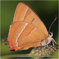 Attēlu rezultāti vaicājumam “Thecla betulae female”