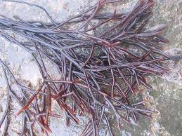 Attēlu rezultāti vaicājumam “Furcellaria lumbricalis”