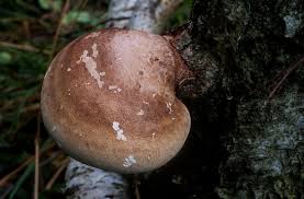 Attēlu rezultāti vaicājumam “Piptoporus betulinus”