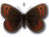 Attēlu rezultāti vaicājumam “Erebia aethiops upperside”
