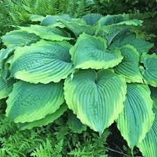 Attēlu rezultāti vaicājumam “Hosta sp.”