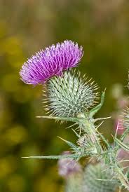 Attēlu rezultāti vaicājumam “Cirsium vulgare”