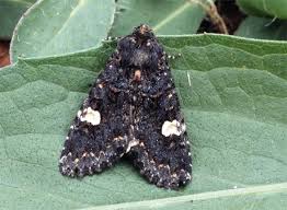 Attēlu rezultāti vaicājumam “Melanchra persicariae”