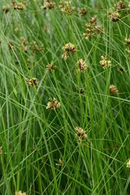Attēlu rezultāti vaicājumam “Bolboschoenus maritimus”