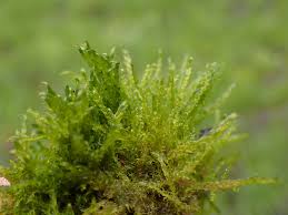 Attēlu rezultāti vaicājumam “Drepanocladus aduncus”