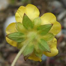 Attēlu rezultāti vaicājumam “Potentilla reptans flower”