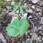 Attēlu rezultāti vaicājumam “Ranunculus cassubicus leaf”