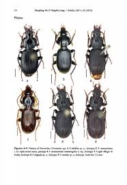 Attēlu rezultāti vaicājumam “Pterostichus sp.”