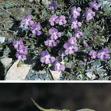 Attēlu rezultāti vaicājumam “Viola rupestris”